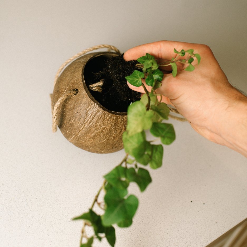 sustainable, zero waste, earth-friendly, plastic-free Coconut Planter with Jute Twine - Bamboo Switch