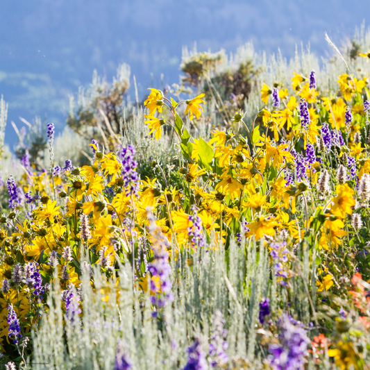 Why Your Yard Needs Native Plants & Where to Start