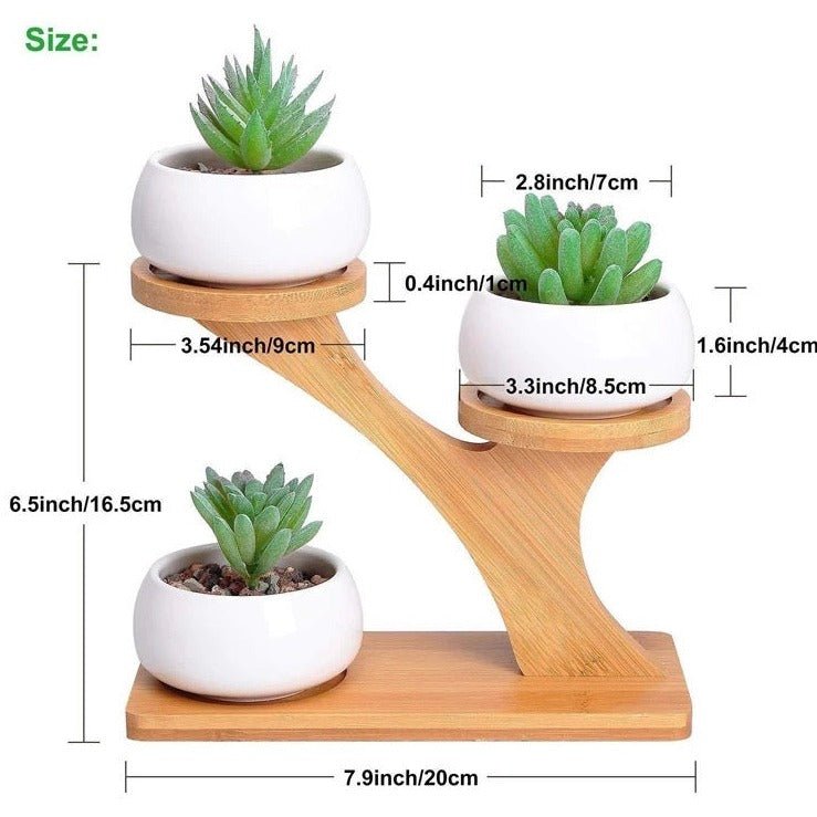 sustainable, zero waste, earth-friendly, plastic-free Bamboo Succulent Plant Stand - Bamboo Switch